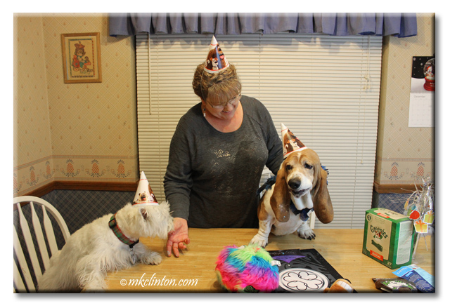 Bentley Basset tries to explain why he ate the entire birthday cookie