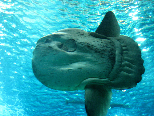 Animals of the world: Mola mola