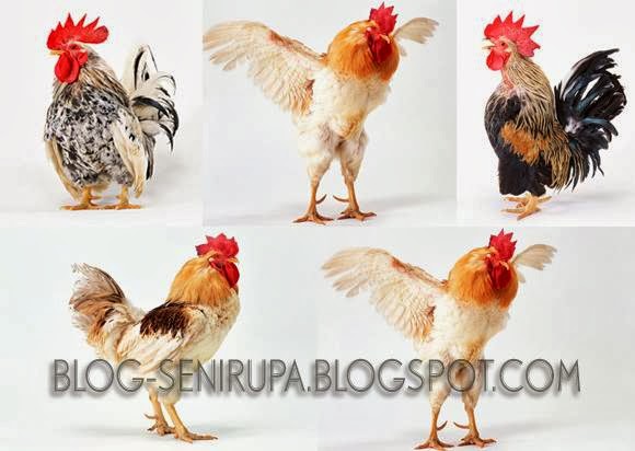 21 Gambar Ayam Stock Photo High Resolution