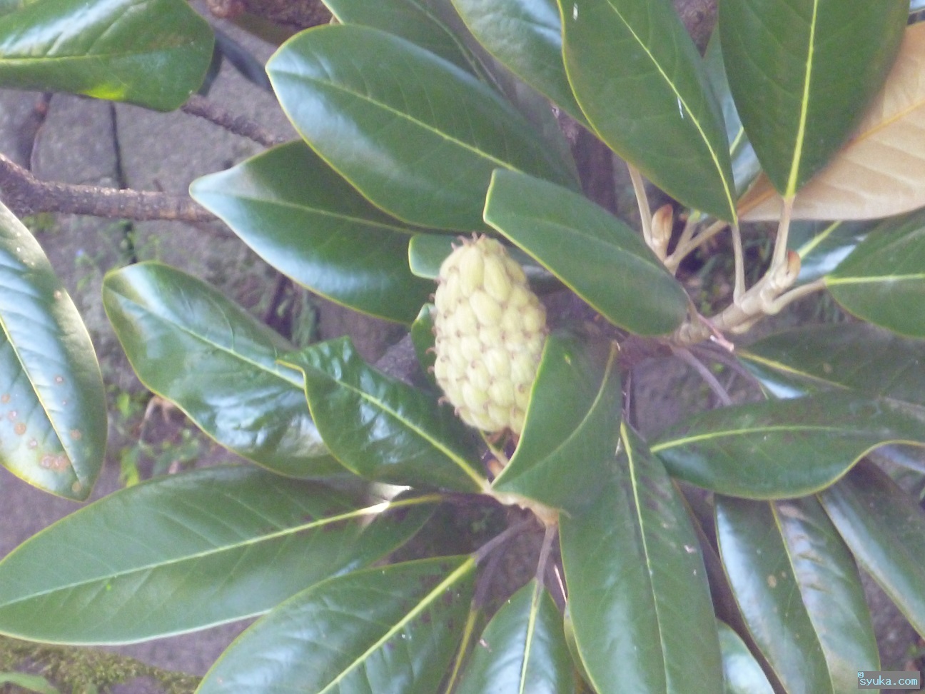 実?蕾? 実?蕾?