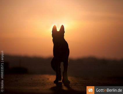 Pachadiels Blog Tierschutz 02 01 2014 03 01 2014