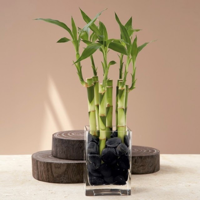 Lucky Bamboo Care Learn More About This Lucky Charm ! Houzz Home