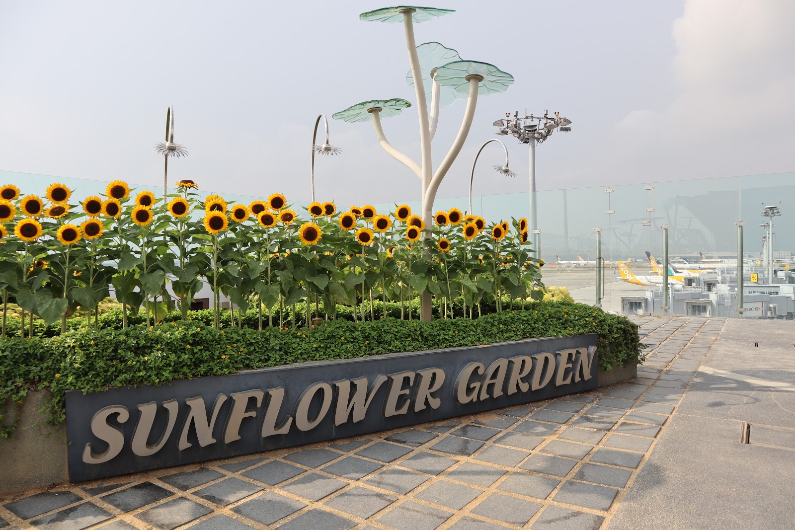 What Goes Around Singapore Changi Airport Sunflower Garden