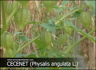 Cecenet atau ciplukan (Physalis angulata L.)