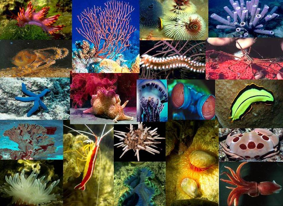 informante ambiental Invertebrados