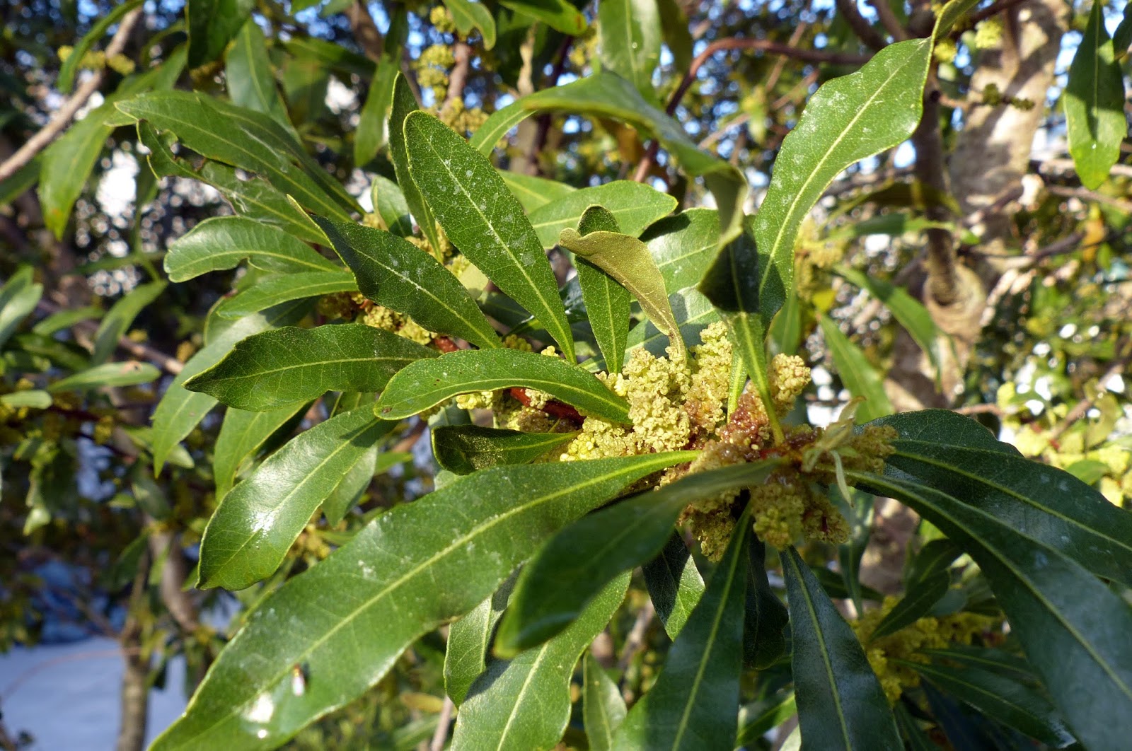 MOSI Outside Wax Myrtle