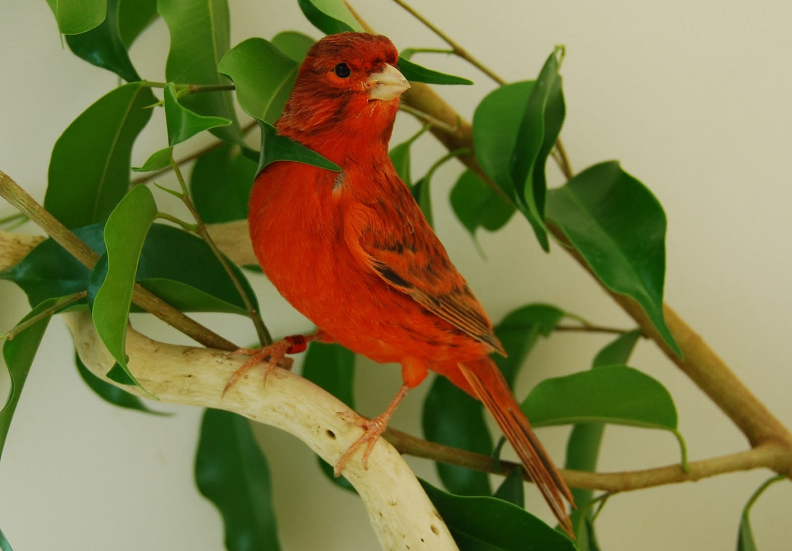 AVIARIO DE CANARIOS DE COLOR: AGATA ROJO INTENSO