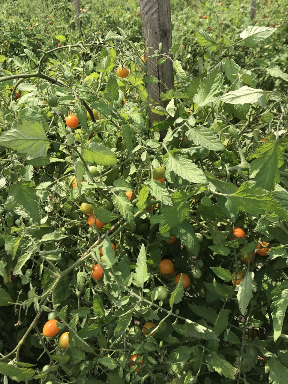 ふだんの食卓 in USA