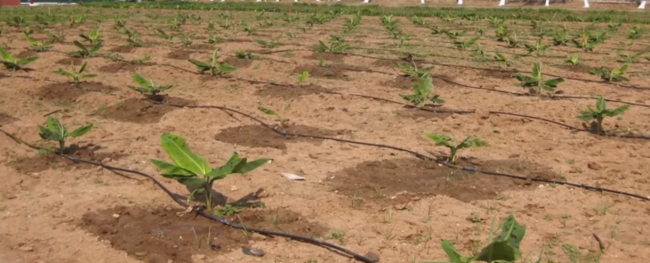Land Preparation for Banana Cultivation Part I Banana Cultivation