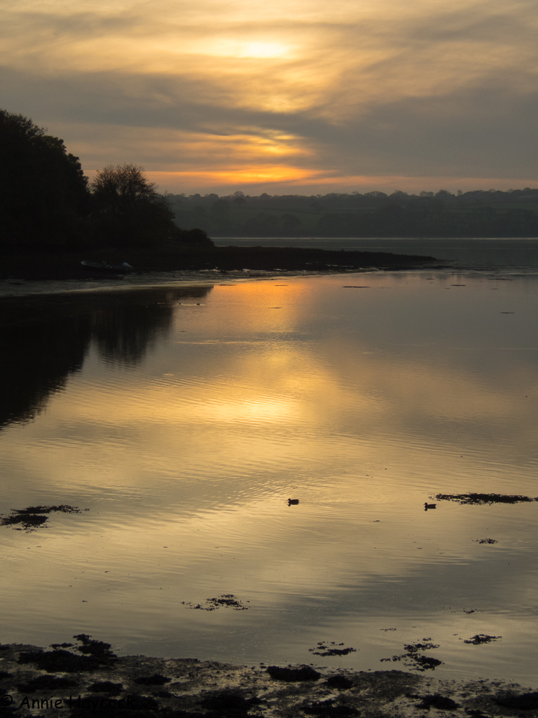 Pembrokeshire Birds A sunset visit to the Landshipping Quay area