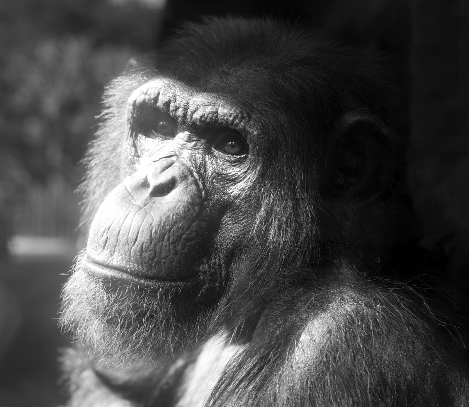 Ride Bikes, Not Elephants Sydney's Taronga Zoo