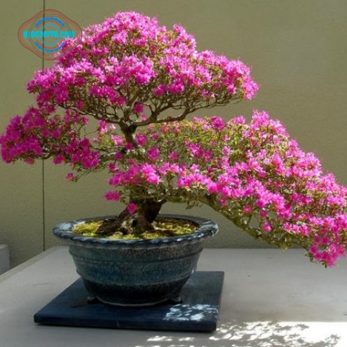 Bonsai Bougainville Bonsai Bougainville
