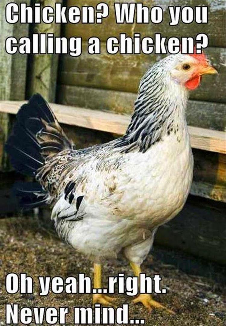 30 Funny animal captions - part 44, funny animal picture with captions, funny captioned pictures