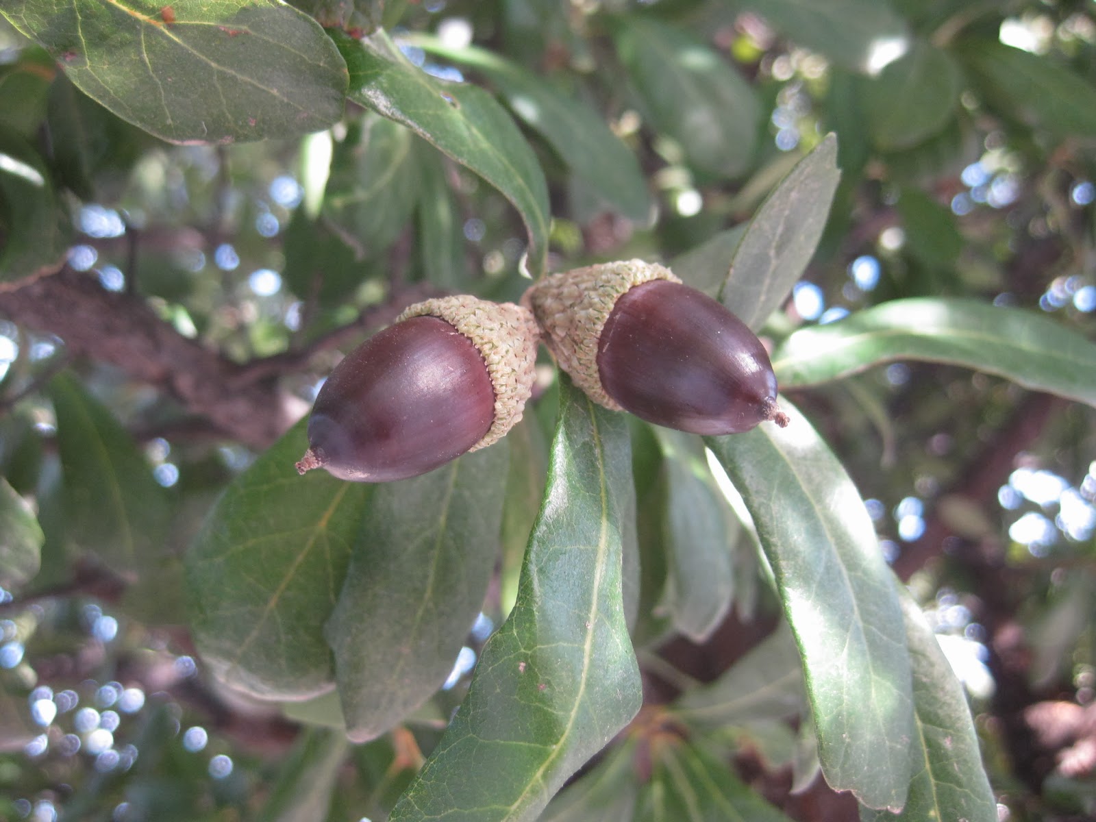 Trees of Santa Cruz County Quercus virginiana Southern Live Oak