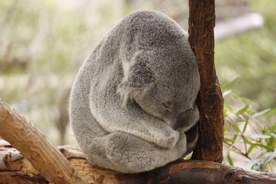 19. Sleeping koala by Randall Vowles