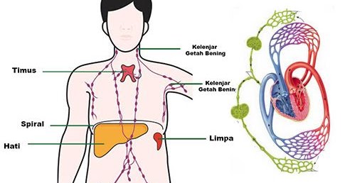 Sistem Peredaran Getah Bening (Limfa) dan Kelenjar Getah Bening