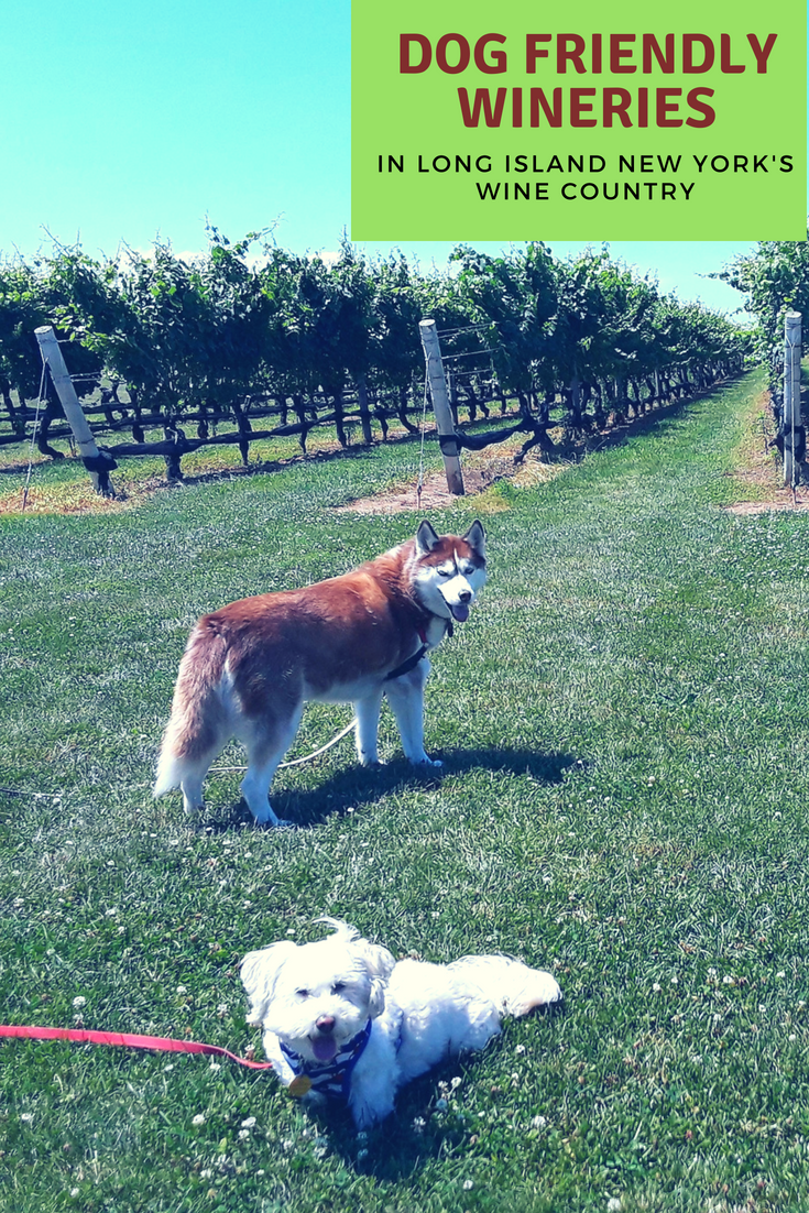 Dogs Luv Us and We Luv Them VISITING DOG FRIENDLY WINERIES ON LONG