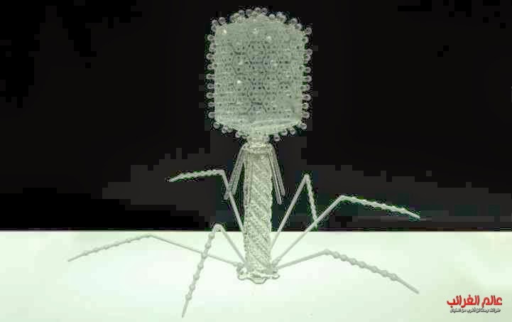 فيروس  العاثيات T4 Bacteriophage :