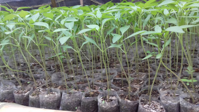 Cabe Merah Lado F1 Sedang Disemai Pada Wadah Pot Polybag Cabe Merah Lado F1 Sedang Disemai Pada Wadah Pot Polybag