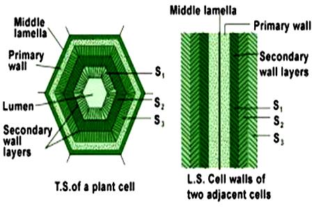 Dinding Sel Tumbuhan Tinggi Dinding Primer Dan Sekunder