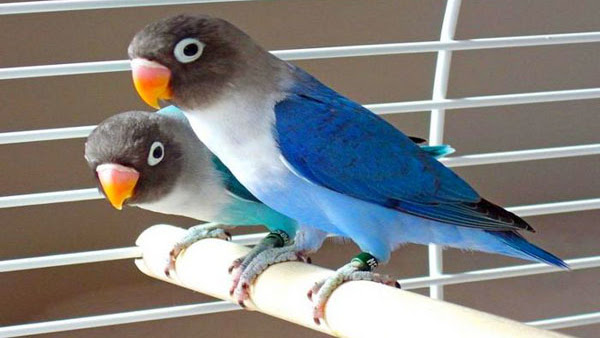 Harga Burung Lovebird Biru Mangsi Terbaru 2018