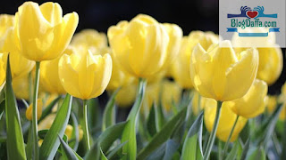 Macam macam bunga tulip Macam macam bunga tulip