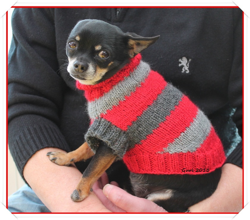 Hund I Genser Farge