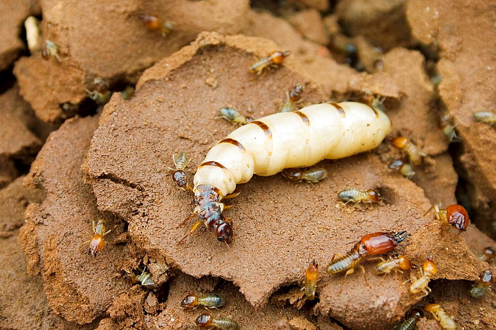 que son las termitas