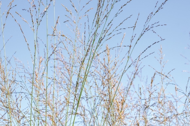 Molinia caerulea subsp. arundinacea ‘Transparent’ сад трав
