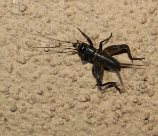 Bug Eric: New Mexico Night Bugs