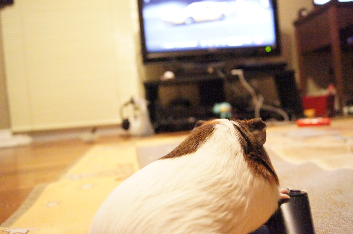 Guinea Pig Diary She Is Playing Video Game