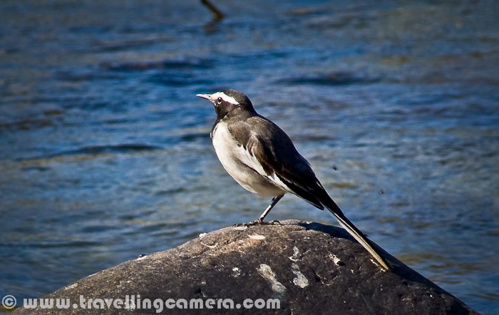 Winters in North are in full swing and this season also reminds us of time when birds from different parts of the world come to different wetlands of India. Bird migration is the regular seasonal movement of different types of birds along flyway between breeding and wintering grounds. Migration of these birds is a very interesting phenomenon wherein flight length & height of each bird is dependent on size & texture of wings. Accordingly different types of birds settle down in different wetlands which come on their way. This Photo Journey shares some photographs of Migratory Birds of North India and details on this phenomenon of Migration for a particular duration of year.North India has various wetlands where thousands and lacs of birds come during winters & go back to their native lands by March. This migration starts in the month of November with few exceptions.Migration timtings are primarily controlled by changes in day length, which is also associated with temperature in different parts of the country. Migrating birds navigate using celestial cues from the sun and stars, the earth's magnetic field and the winds favorable to their wings. The path, distance & final destination is derived by starting point, the air flow and power of wings to fly at a particular height against gravity. I was fortunate enough to attend a workshop on Bird Migration by National Conservation Team of Himachal State. Lot of migration happens because of genetic behaviors as well.Northern States of India see lot of Migratory Birds during Winters. Be is Himachal, Punjab, Harayana, Rajasthan, Jammu & Kashmir, Uttrakhand, Uttar Pradesh or Gujrat etc. There are various places around Delhi as well, where Migratory Birds can be seen. This season is very interesting for Photography enthusiasts to spend their weekends in better way.Okhala Bird Sactuary, Asola, Sultanpur, Bharatpur, Hauz Khas Village Lake and various other wetlands around Greater Noida, Gaziabad & Gurgaon offer nice landing stations of Migratory Birds. I not been to many of these locations and hope to visit few of them during this season. And when you are out in these wetlands, it's not only about migratory birds but you also see lot of resident birds having great time with these migratory species.While going out to meet these Birds, don't forget to take your camera & binoculars with appropriate lenses. Preferably you should have lens with more than 400mm. Image Stabilization is again a very useful thing when it comes to Bird photography. While shooting photographs of birds, ensure that you target to click photographs in direct sunlight. It helps getting faster shutter-speed and hence good opportunities to capture birds in action.Having a mono-pod handy with you can be very useful. Basically you may want to wait for right time to click a particular bird and hence keeping hands still can be biggest challenge, Carrying a Tripod can be tiresome, so mono-pod becomes better option. And while around birds, make sure that you don't do lot of movement. And when it comes to dressing, prefer dull colored clothes, preferably black. And specifically avoid bright shaded clothes. You may want to set your camera is continuous mode so that you get sharp images of birds in action.If possible and you have high focal length lens try to focus on eyes of birds because most of the times viewers look at the eyes first and other advantage is that you get appropriate focus around important parts of bird-body.Photographs shared in this post are not good examples of Bird Photographs. Most of these are shot with very low focal-length point-n-shoot cameras and then cropped.During Bird Photography you will be able to appreciate auto-focus capabilities of your lenses in better way.Some of the birding places in various parts of Himachal Pradesh state are - Great Himalayan National Park, Kasauli, Dharamshala, Kangra, Majhat Harsang, Pong Dam and Manali. But whenever you are in other parts of Himachal Pradesh, make a point to have a walk early in morning and keep closer watch on sounds around you. Some of the popular destinations for birding in Harayana are considered -  Basai, Bhindawas, Bhor Saiyadan, Drain No 8    , Kalesar, Mohamedabad Marsh, Morni Hills, Naharh Santuary , Panipat Refinery, Sultanpur and West Yamuna Canal.Main places to explore for birding in rajasthan are - Bharatpur, Desert National Park, Sariska, Ranthambore, Sambhar Lake, Kota, Mt Abu, Samode and Bund BarethaUttrakhand has some of the very popular birding destinations - Corbett, Dehradun, Kedarnath, Nandadevi, New Forest, Rajaji, Pangot, Valley of Flowers, Upper Kuamon, Binsar, Asan Barrage, Sitlakhet and Kaladhungi. Gujrat has Little Rann, Hingolgadh, Narayan Sarovar, Gir and Wild Ass.When I started finding out appropriate details about places in delhi to see Migratory birds, I was surprised to find out some very interesting details. Delhi, the capital city of India as a birding venue has a remarkable number of interesting sites. In spite of the high population density, there is a surprising number of green open spaces in the city. There are various resident birds in the city and has some interesting summer visitors that move north out of the peninsula to breed before and during the summer monsoon. Winter visitors are far more than what we see in summers. Delhi is well positioned near Yamuna river.Okhala Bird Sanctuary around Yamuna river and its associated wetlands have the most productive places with a bird list of over 330 species. During peak time over 150 species in a day is easily possible. This region has huge duck and goose flocks of 15+ species including Bar-headed and Grey-lag Goose, Ruddy and Common Shelduck, Ferruginous Duck and Red-crested Pochard. More details can be checked at http://www.theurbanbirder.com/urban-birding/delhi/ Here we wish you a great Birding season