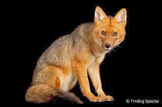 Lobo Parham ESPECIES ENDÉMICAS DE QUITO: LOBO DE PÁRAMO – EN PELIGRO