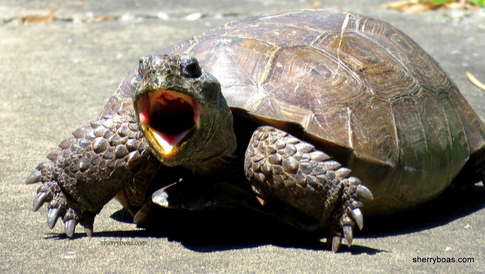 Simply Living Hungry gopher tortoise gobbles up grass