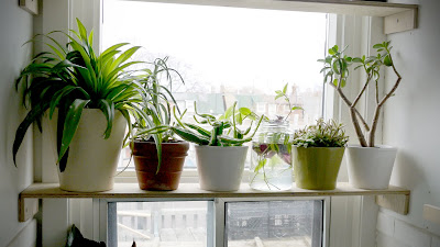 Window Sill Plants
