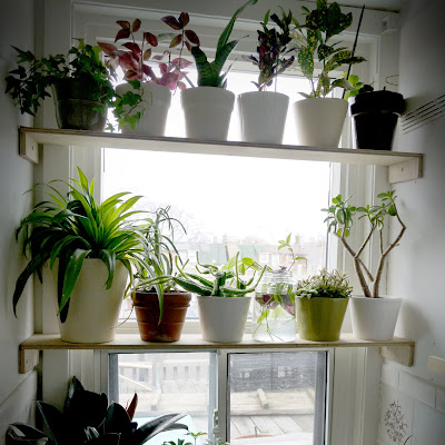 Window Sill Plants
