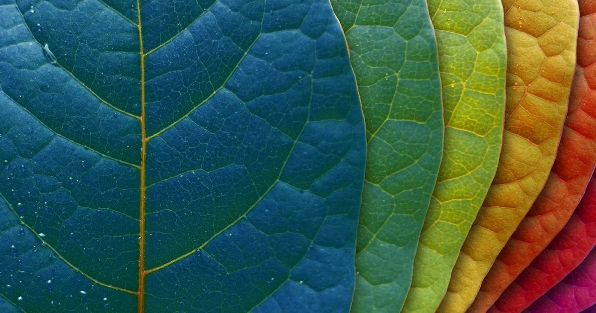 Colorful Leaves Wallpaper | High Quality Images