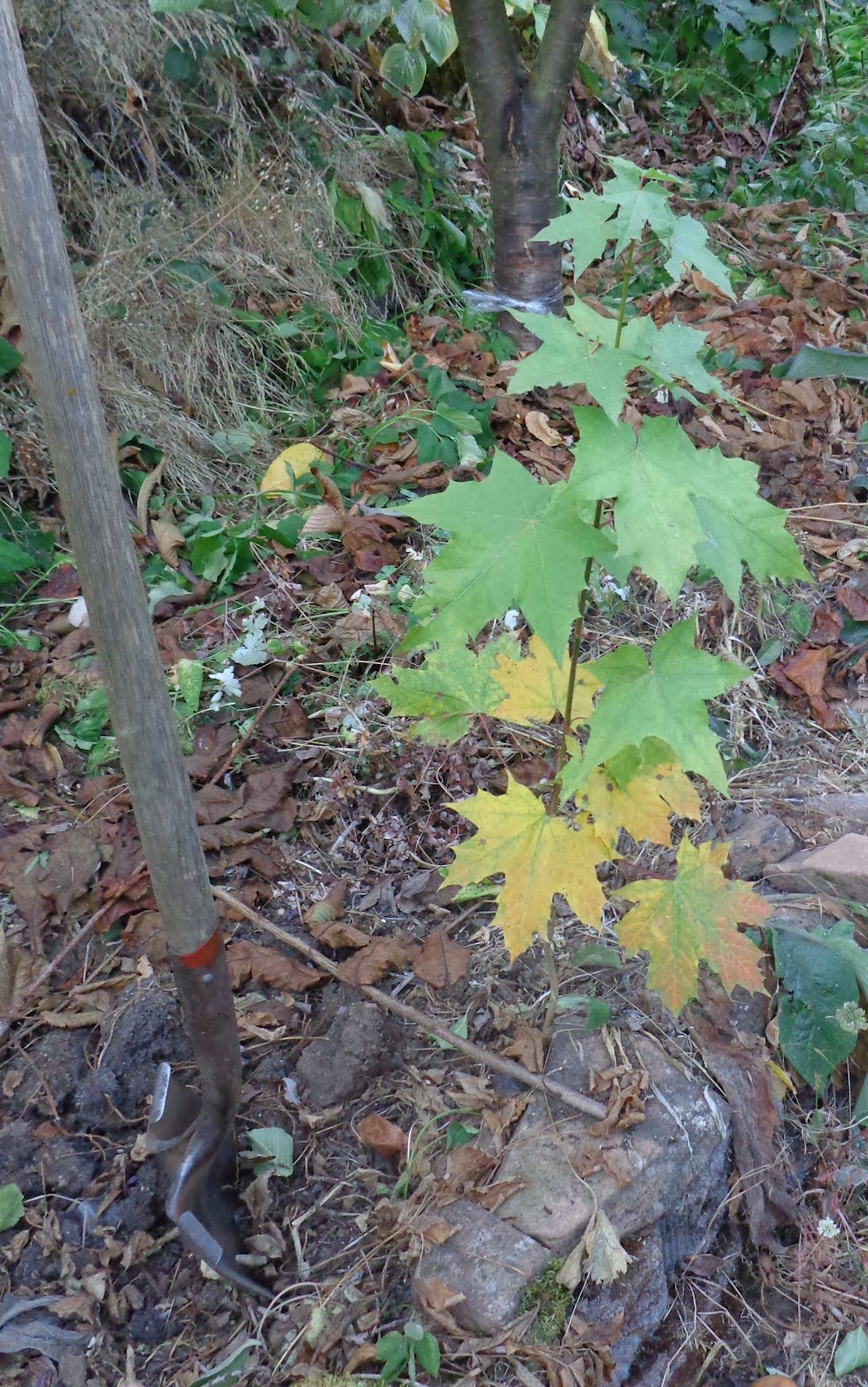 Daniel's Pacific NW Garden Moving a young, volunteer maple tree