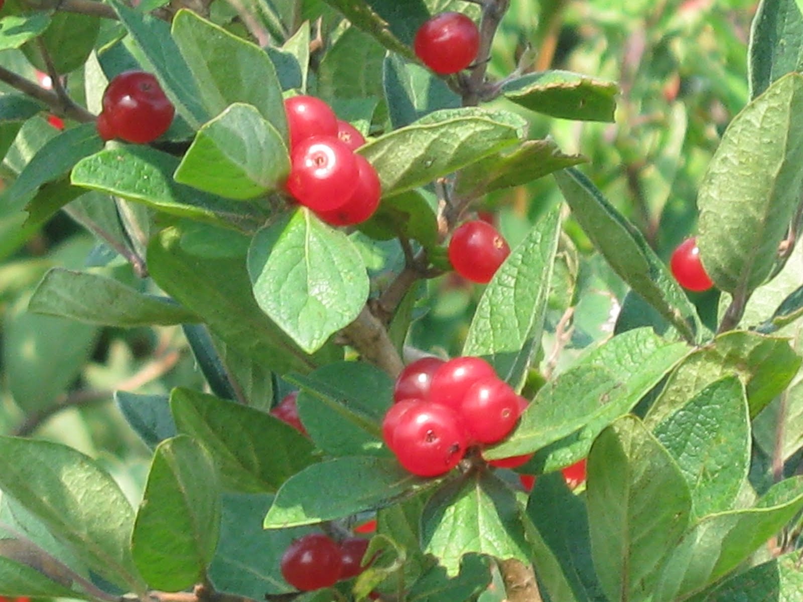 Jr. Ranger Field Notes Honeysuckle (Lonicera)