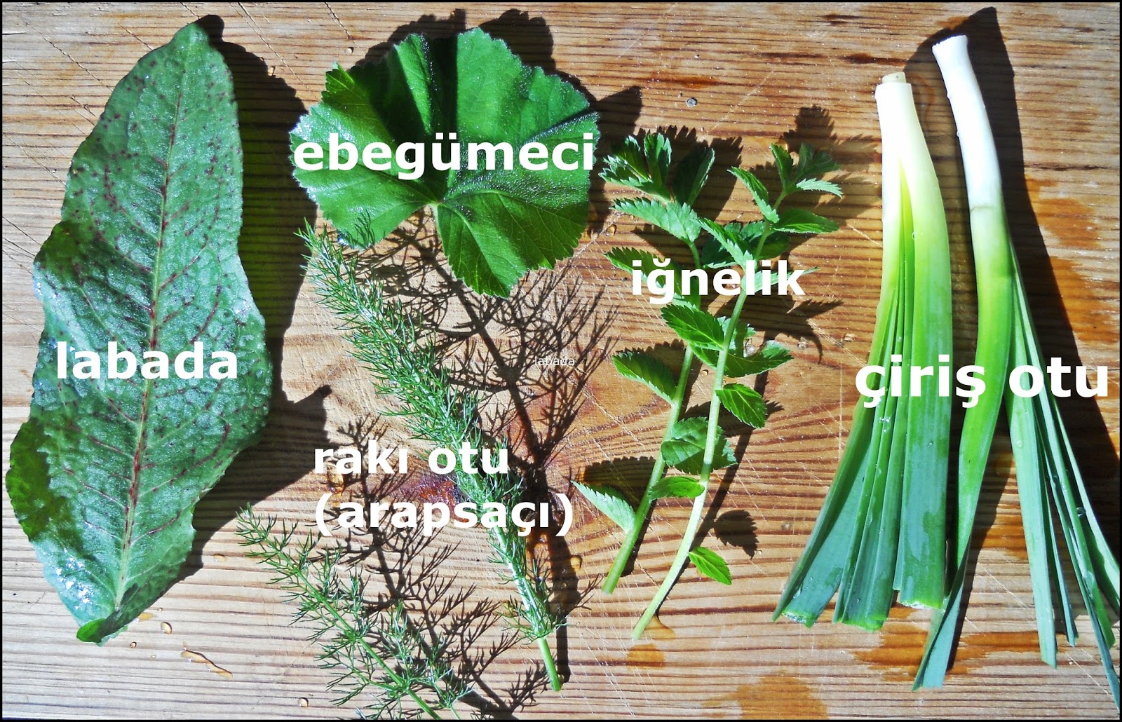 Cheerfulmoon: bilip, tanıdığım otlar...
