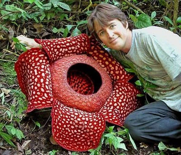 4 World's Most Unusual Plants Unique News