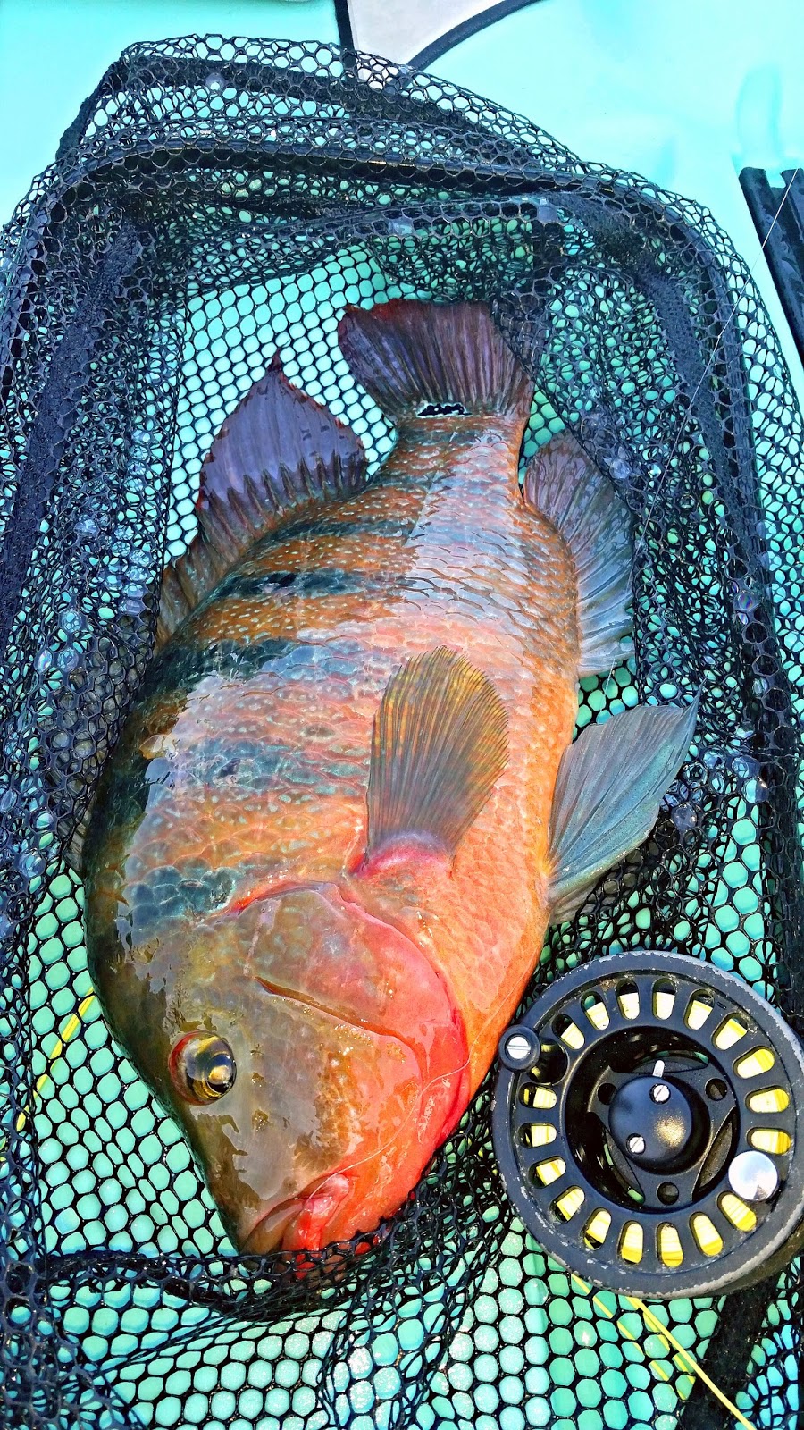 Southern Kayak Kronicles Peacock bass, monster Mayans and hefty