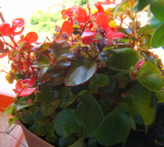 Begonia o flor de azúcar (Begonia semperflorens L.).