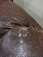 Remove pet stains from furniture