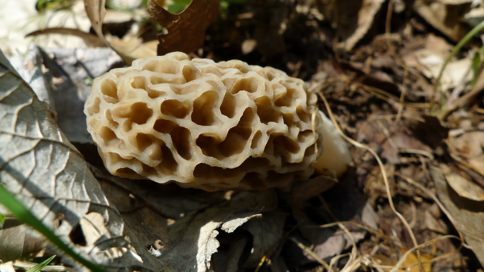 The Spice Doc Mushroom Medicine