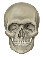 Skull (tengkorak) Skull (tengkorak)