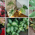Remove This From Your Home! Highly Toxic Plants That Will Kill You!