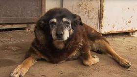 World oldest dog 2016