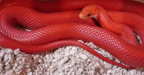 Mimpi Ular Hitam Dan Merah - We did not find results for: - sbadish