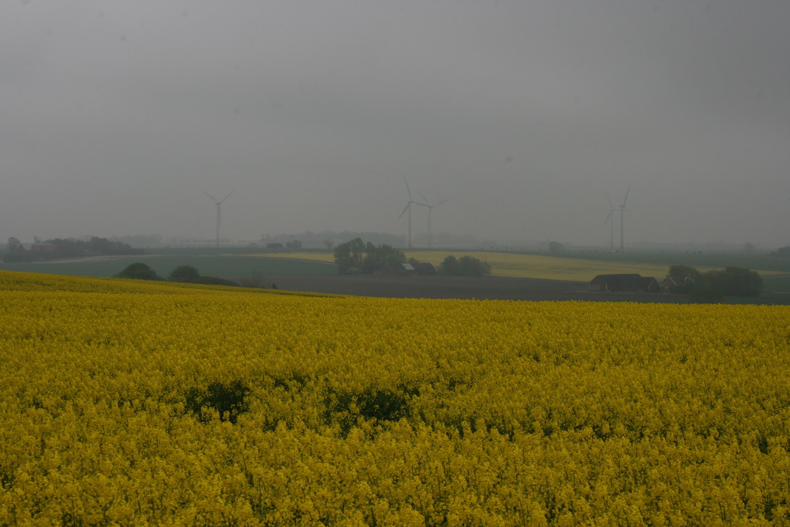 Madam Rosa: En grå dag i rapsens tid